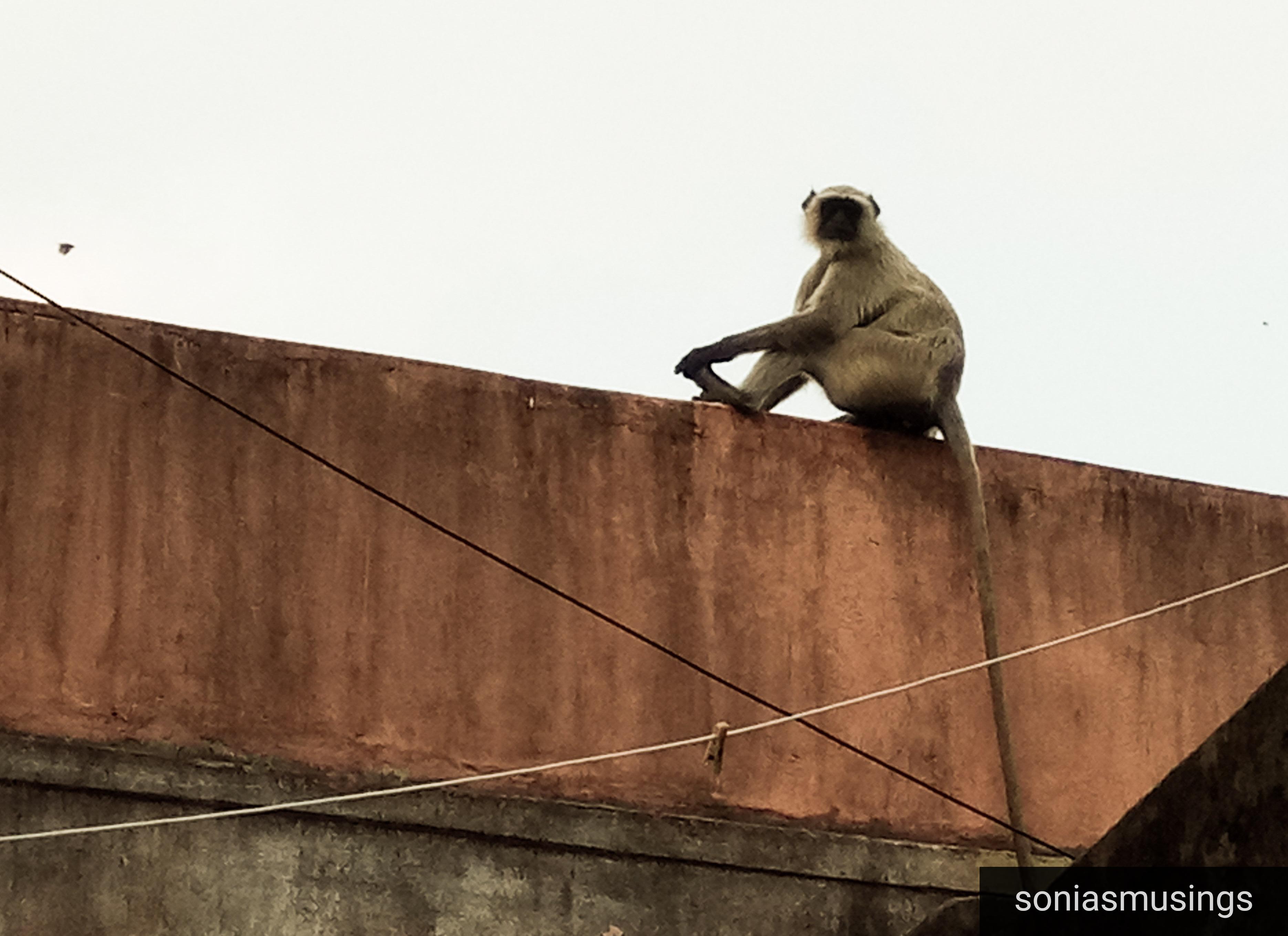 Monkey and eroding humanity