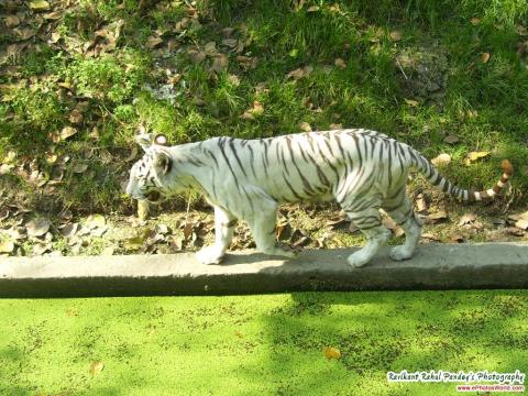 Zoo - white tiger